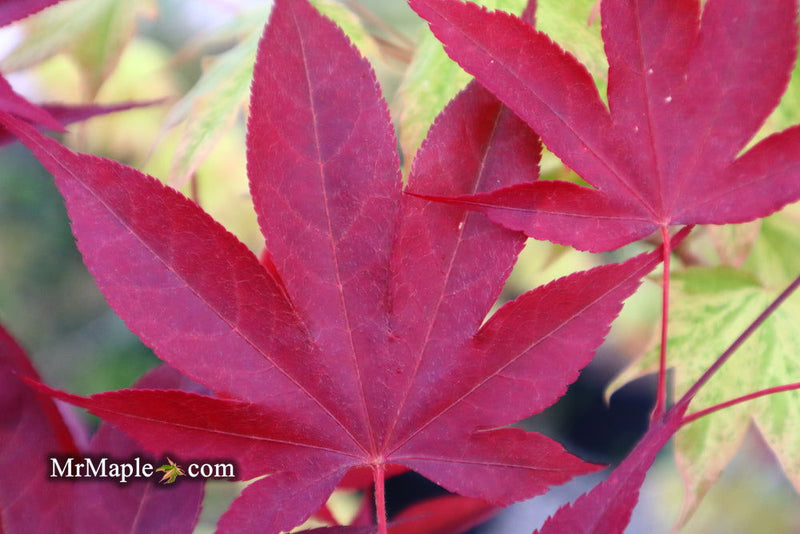 - Acer oliverianum ‘Hot Sauce’ Japanese Maple - Mr Maple │ Buy Japanese Maple Trees