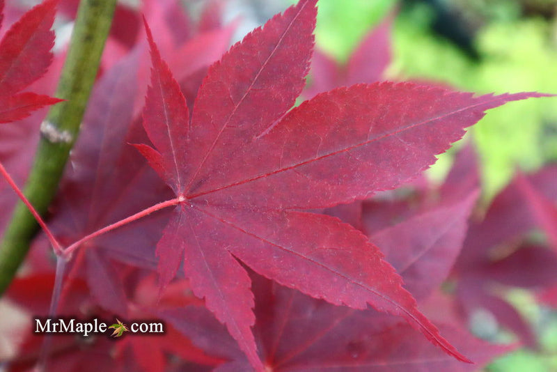 - Acer oliverianum ‘Hot Sauce’ Japanese Maple - Mr Maple │ Buy Japanese Maple Trees