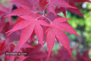 - Acer oliverianum ‘Hot Sauce’ Japanese Maple - Mr Maple │ Buy Japanese Maple Trees