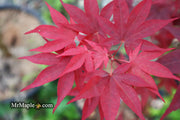 - Acer oliverianum ‘Hot Sauce’ Japanese Maple - Mr Maple │ Buy Japanese Maple Trees