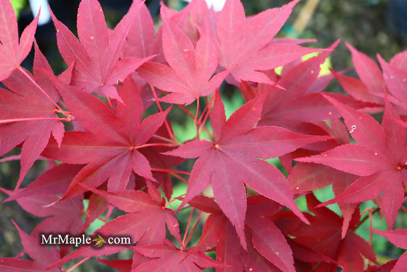 - Acer oliverianum ‘Hot Sauce’ Japanese Maple - Mr Maple │ Buy Japanese Maple Trees