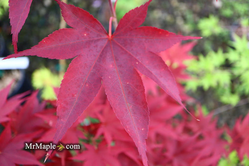 - Acer oliverianum ‘Hot Sauce’ Japanese Maple - Mr Maple │ Buy Japanese Maple Trees