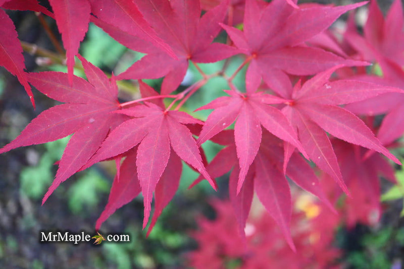 - Acer oliverianum ‘Hot Sauce’ Japanese Maple - Mr Maple │ Buy Japanese Maple Trees