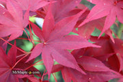 - Acer oliverianum ‘Hot Sauce’ Japanese Maple - Mr Maple │ Buy Japanese Maple Trees