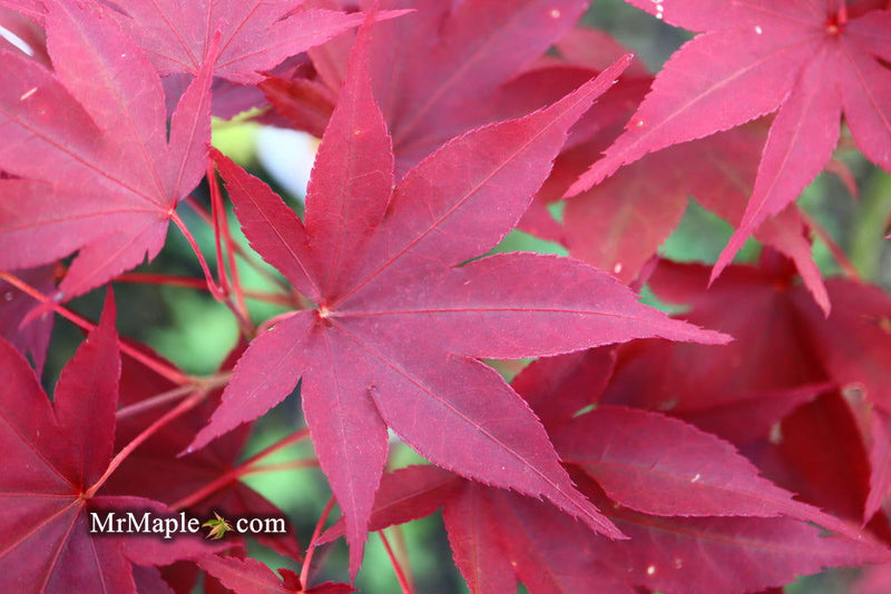 - Acer oliverianum ‘Hot Sauce’ Japanese Maple - Mr Maple │ Buy Japanese Maple Trees