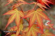 - Acer oliverianum ‘Hot Tamale’ Japanese Maple - Mr Maple │ Buy Japanese Maple Trees