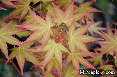 - Acer oliverianum ‘Hot Tamale’ Japanese Maple - Mr Maple │ Buy Japanese Maple Trees