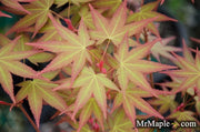 - Acer oliverianum ‘Hot Tamale’ Japanese Maple - Mr Maple │ Buy Japanese Maple Trees