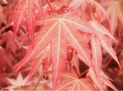 - Acer oliverianum ‘Hot Tamale’ Japanese Maple - Mr Maple │ Buy Japanese Maple Trees