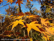 - Acer oliverianum ‘Hot Tamale’ Japanese Maple - Mr Maple │ Buy Japanese Maple Trees