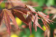 - Acer oliverianum ‘Hot Tamale’ Japanese Maple - Mr Maple │ Buy Japanese Maple Trees