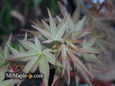 - Acer oliverianum ‘Hot Tamale’ Japanese Maple - Mr Maple │ Buy Japanese Maple Trees