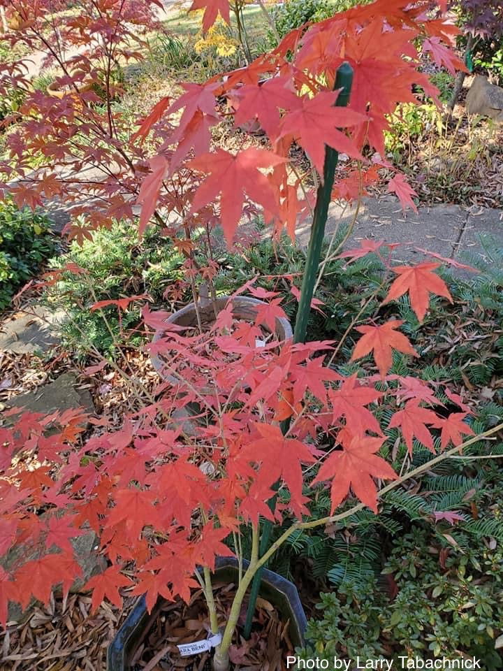 - Acer oliverianum ‘Hot Tamale’ Japanese Maple - Mr Maple │ Buy Japanese Maple Trees