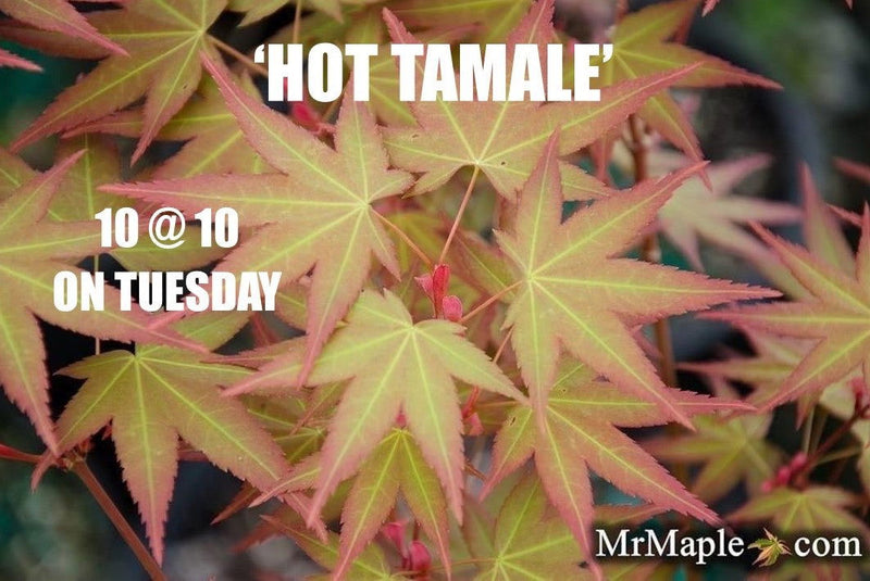 - Acer oliverianum ‘Hot Tamale’ Japanese Maple - Mr Maple │ Buy Japanese Maple Trees