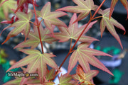 - Acer oliverianum ‘Hot Tamale’ Japanese Maple - Mr Maple │ Buy Japanese Maple Trees