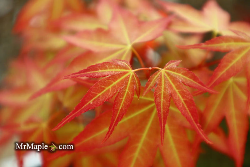 - Acer oliverianum ‘Hot Tamale’ Japanese Maple - Mr Maple │ Buy Japanese Maple Trees