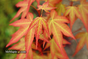 - Acer oliverianum ‘Hot Tamale’ Japanese Maple - Mr Maple │ Buy Japanese Maple Trees