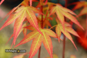 - Acer oliverianum ‘Hot Tamale’ Japanese Maple - Mr Maple │ Buy Japanese Maple Trees