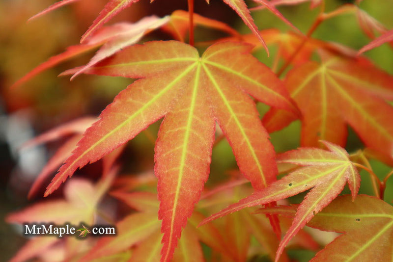 - Acer oliverianum ‘Hot Tamale’ Japanese Maple - Mr Maple │ Buy Japanese Maple Trees