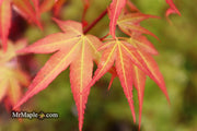 - Acer oliverianum ‘Hot Tamale’ Japanese Maple - Mr Maple │ Buy Japanese Maple Trees