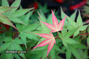 - Acer oliverianum ‘Hot Tamale’ Japanese Maple - Mr Maple │ Buy Japanese Maple Trees