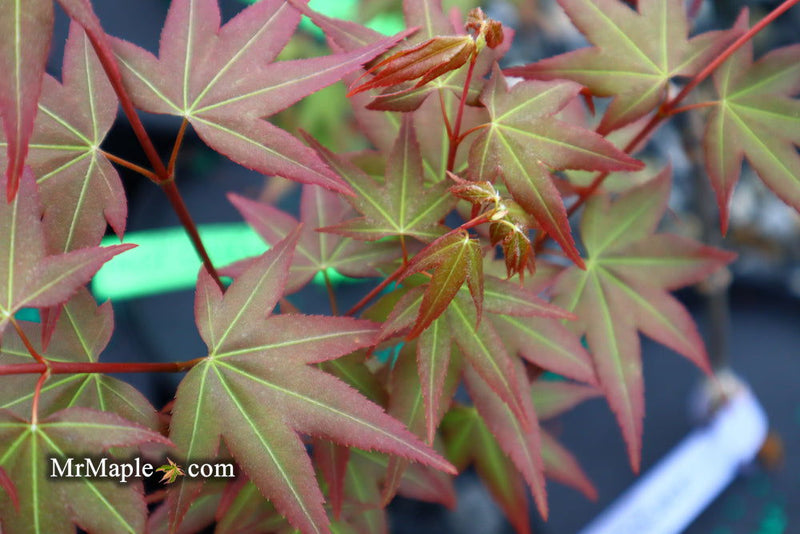 - Acer oliverianum ‘Hot Tamale’ Japanese Maple - Mr Maple │ Buy Japanese Maple Trees