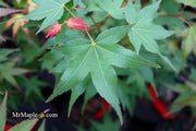 - Acer oliverianum ‘Hot Tamale’ Japanese Maple - Mr Maple │ Buy Japanese Maple Trees