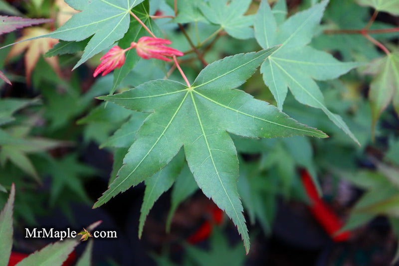 - Acer oliverianum ‘Hot Tamale’ Japanese Maple - Mr Maple │ Buy Japanese Maple Trees