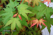- Acer oliverianum ‘Hot Tamale’ Japanese Maple - Mr Maple │ Buy Japanese Maple Trees