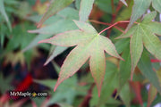 - Acer oliverianum ‘Hot Tamale’ Japanese Maple - Mr Maple │ Buy Japanese Maple Trees