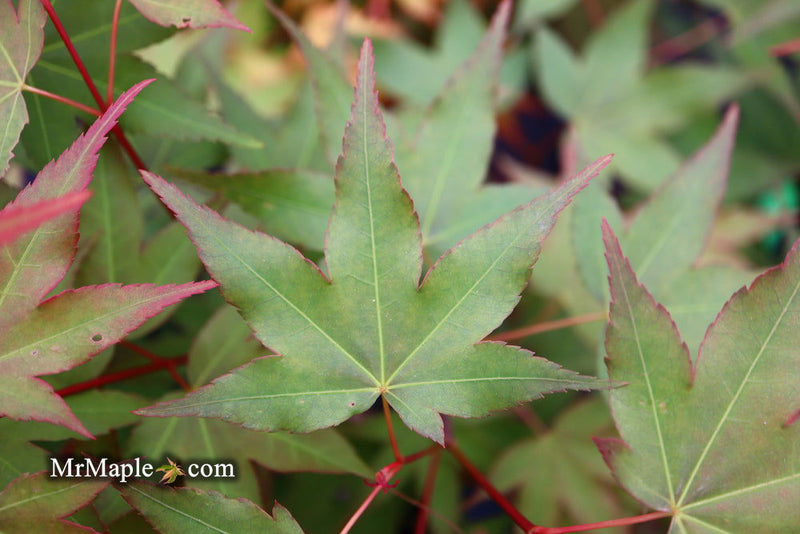 - Acer oliverianum ‘Hot Tamale’ Japanese Maple - Mr Maple │ Buy Japanese Maple Trees