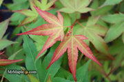 - Acer oliverianum ‘Hot Tamale’ Japanese Maple - Mr Maple │ Buy Japanese Maple Trees