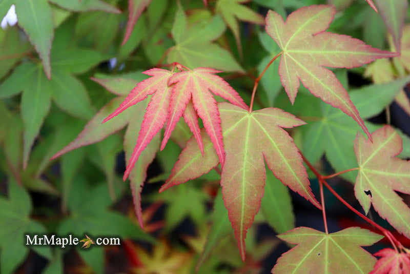 - Acer oliverianum ‘Hot Tamale’ Japanese Maple - Mr Maple │ Buy Japanese Maple Trees