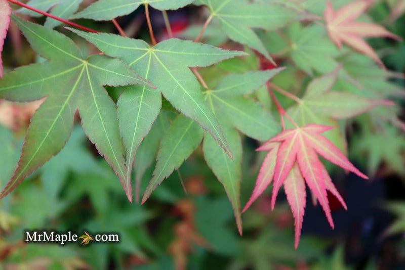 - Acer oliverianum ‘Hot Tamale’ Japanese Maple - Mr Maple │ Buy Japanese Maple Trees
