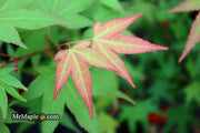 - Acer oliverianum ‘Hot Tamale’ Japanese Maple - Mr Maple │ Buy Japanese Maple Trees