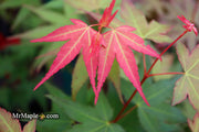 - Acer oliverianum ‘Hot Tamale’ Japanese Maple - Mr Maple │ Buy Japanese Maple Trees