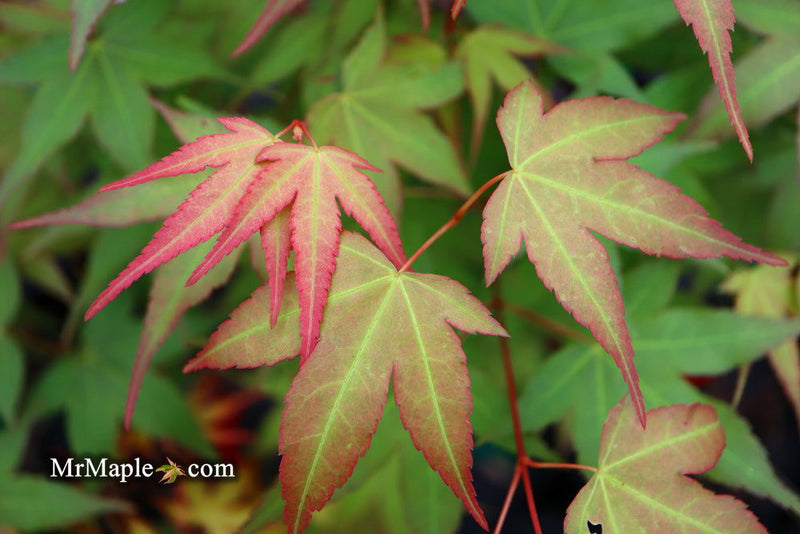 - Acer oliverianum ‘Hot Tamale’ Japanese Maple - Mr Maple │ Buy Japanese Maple Trees