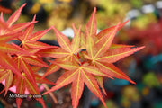 - Acer oliverianum ‘Hot Tamale’ Japanese Maple - Mr Maple │ Buy Japanese Maple Trees