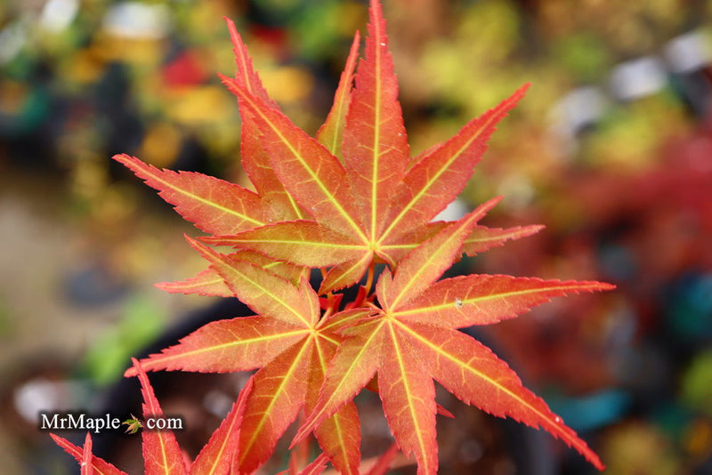 - Acer oliverianum ‘Hot Tamale’ Japanese Maple - Mr Maple │ Buy Japanese Maple Trees