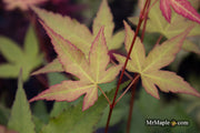 - Acer oliverianum ‘Hot Tamale’ Japanese Maple - Mr Maple │ Buy Japanese Maple Trees