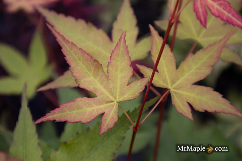 - Acer oliverianum ‘Hot Tamale’ Japanese Maple - Mr Maple │ Buy Japanese Maple Trees