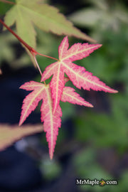- Acer oliverianum ‘Hot Tamale’ Japanese Maple - Mr Maple │ Buy Japanese Maple Trees