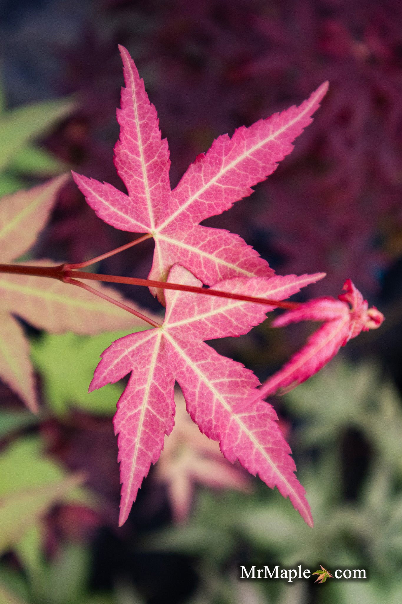 Buy Acer oliverianum 'Hot Tamale' Heat Tolerant Japanese Maple