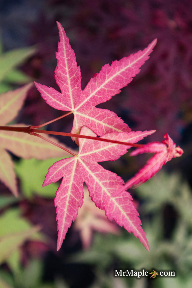 - Acer oliverianum ‘Hot Tamale’ Japanese Maple - Mr Maple │ Buy Japanese Maple Trees