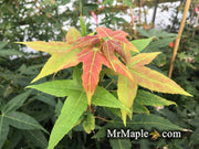 - Acer oliverianum ssp formosanum  - Ultimate Heat Tolerant Maple - Mr Maple │ Buy Japanese Maple Trees