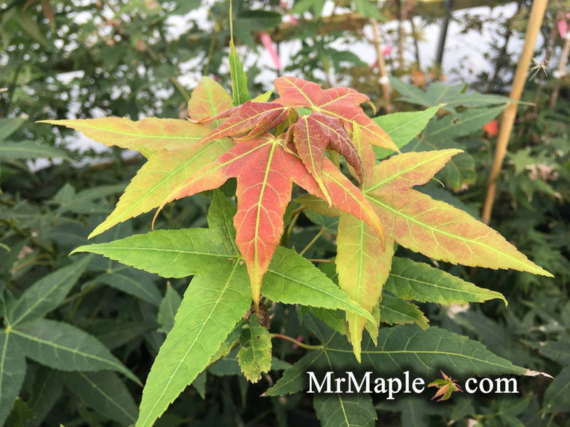 - Acer oliverianum ssp formosanum  - Ultimate Heat Tolerant Maple - Mr Maple │ Buy Japanese Maple Trees