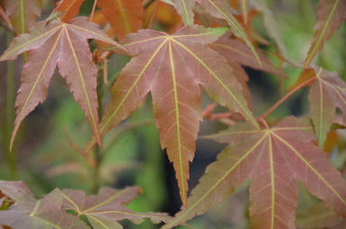 - Acer oliverianum ssp formosanum  - Ultimate Heat Tolerant Maple - Mr Maple │ Buy Japanese Maple Trees