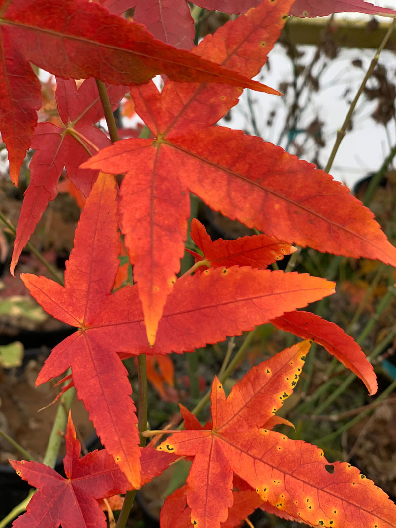 - Acer oliverianum ssp formosanum  - Ultimate Heat Tolerant Maple - Mr Maple │ Buy Japanese Maple Trees