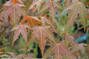- Acer oliverianum ssp formosanum  - Ultimate Heat Tolerant Maple - Mr Maple │ Buy Japanese Maple Trees