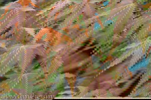 - Acer oliverianum ssp formosanum  - Ultimate Heat Tolerant Maple - Mr Maple │ Buy Japanese Maple Trees